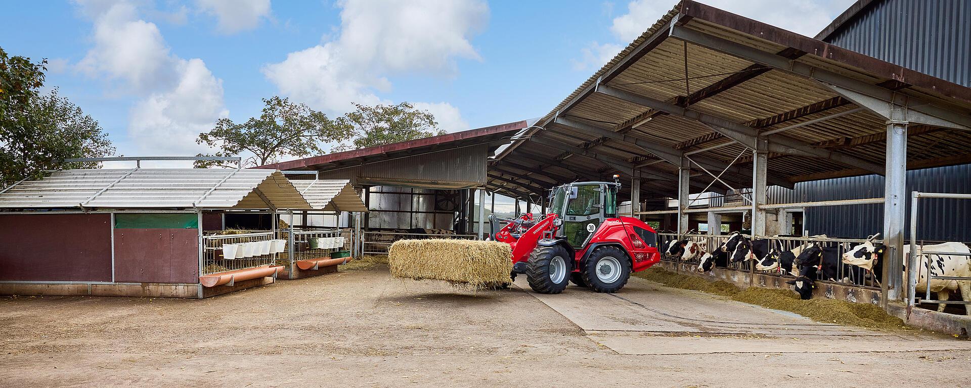 Weidemann wheel loader 3060 with cabin in application, agriculture