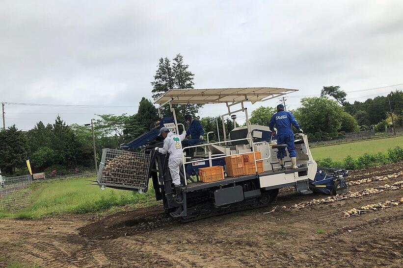 Zwiebelerntemaschine auf einem Zwiebelfeld in Japan