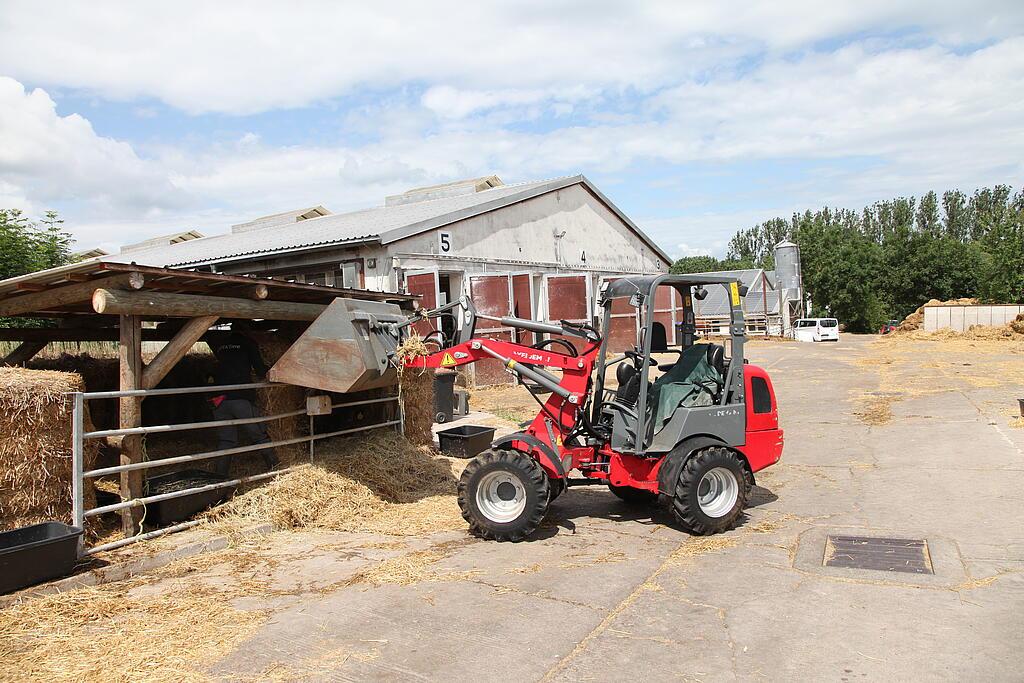 Weidemann Hoftrac 1260 im Einsatz bei Wagyu Rindern