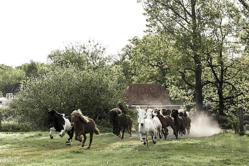 Pferde auf Wiese