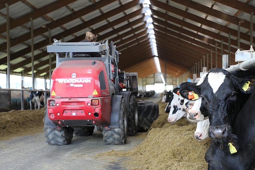 Weidemann Radlader beim Futteranschieben im Kuhstall