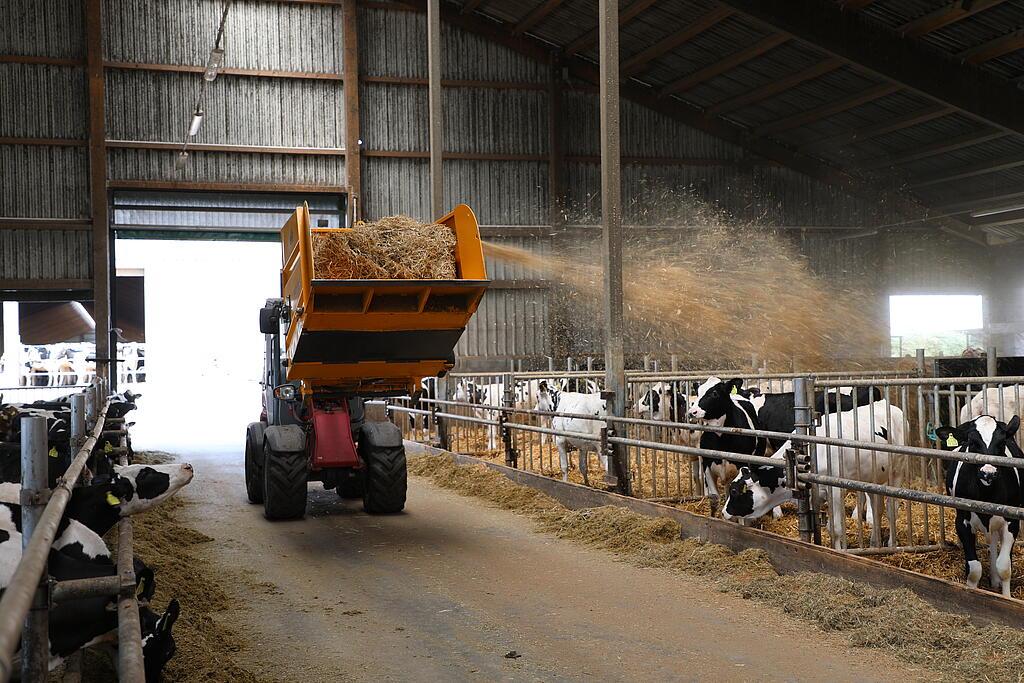 Weidemann Hoftrac beim Einstreuen im Kuhstall