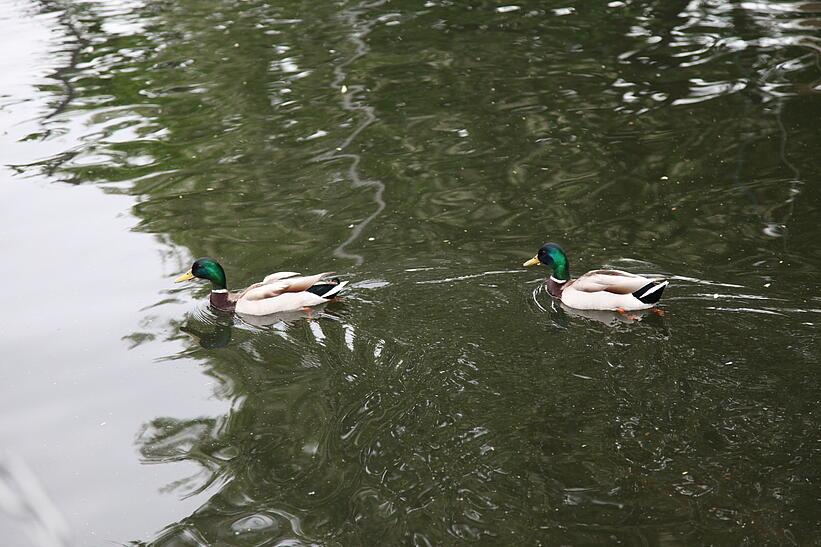 Enten im Wasser