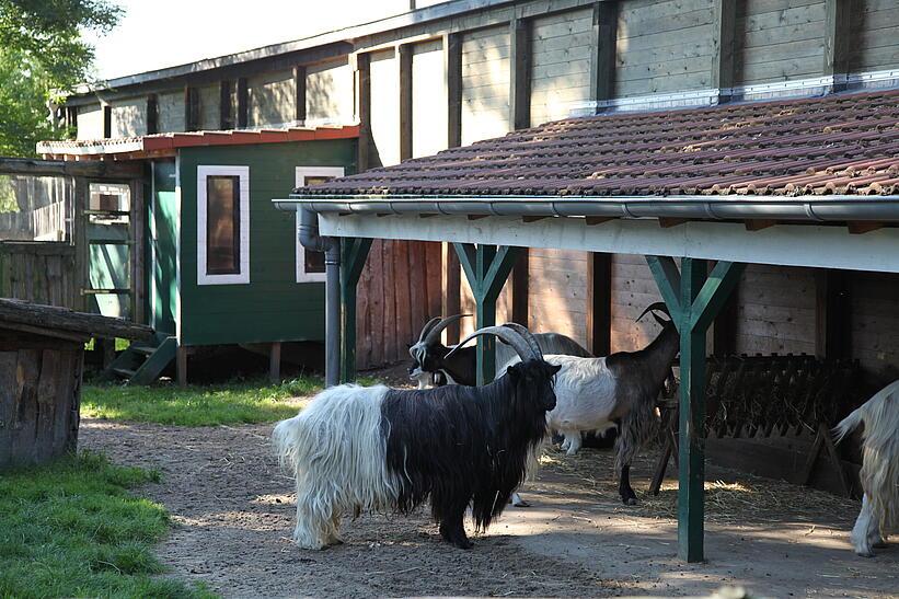 Ziegen in Gatter, Stall