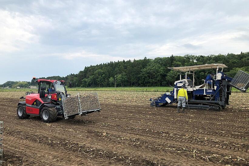 Weidemann Teleskoplader T4512 im Einsatz bei der Zwiebelernte