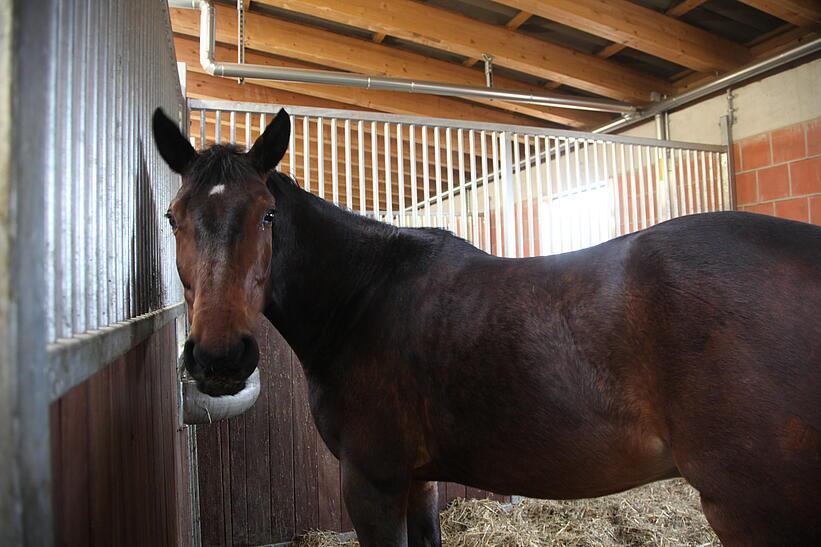 Pferd in Stall