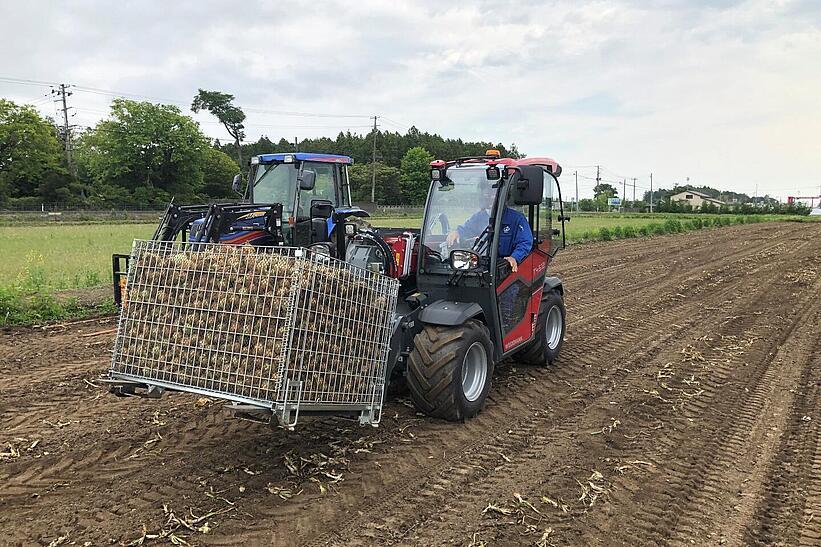 Weidemann Teleskoplader T4512 im Einsatz auf einem Zwiebelfeld mit Gitterbox