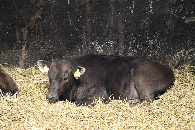 Wagyu Kälbchen liegt im Stroh