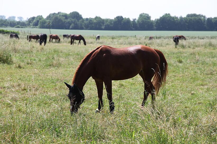 Pferd auf Wiese