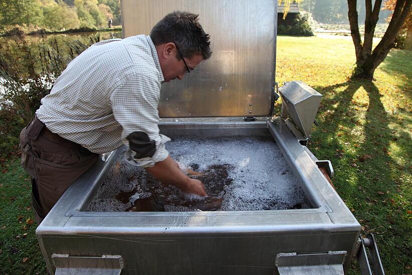 Fische in Becken